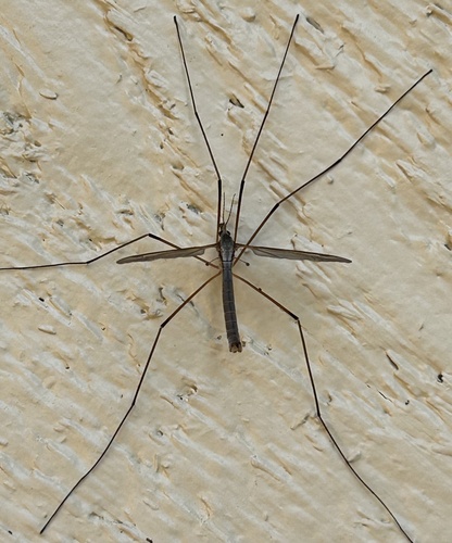 Unknown species found near Blossomwood Ct NW, Olympia, WA, US