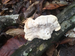 Hypomyces polyporinus