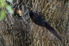 Phoeniculus damarensis