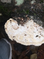 Hypomyces polyporinus