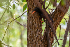 Phoeniculus damarensis