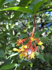 Palicourea croceoides