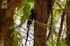 Phoeniculus damarensis