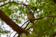 Tockus damarensis