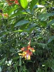 Palicourea croceoides