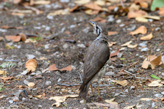 Turdus litsitsirupa