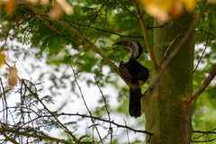 Tockus damarensis