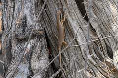 Trachylepis binotata