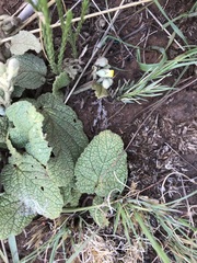 Hermannia transvaalensis