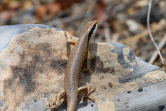 Trachylepis binotata