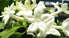 Stephanotis floribunda