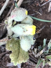 Hermannia transvaalensis