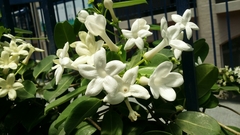 Stephanotis floribunda