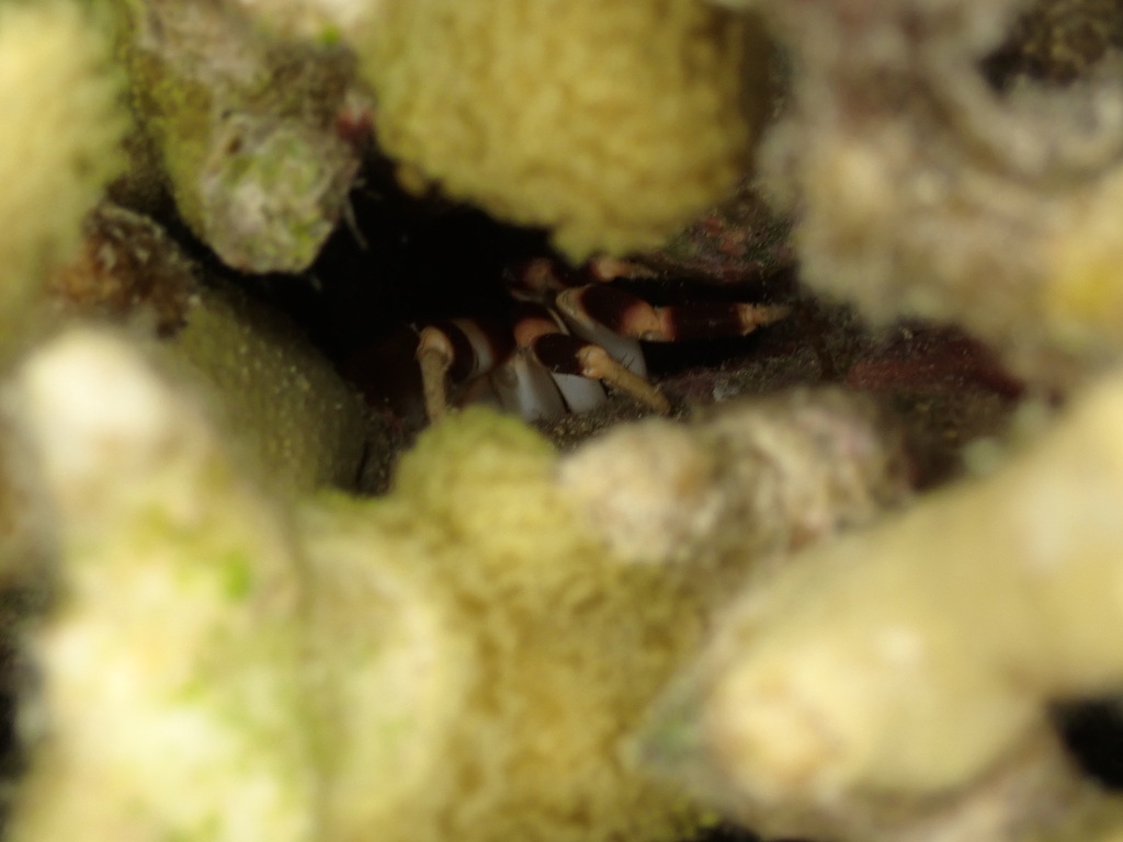 Xanthias punctatus