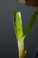 Thalassia hemprichii