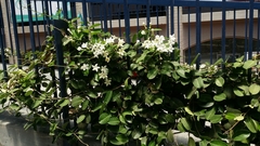 Stephanotis floribunda
