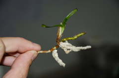 Thalassia hemprichii