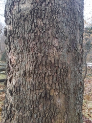 Platanus occidentalis