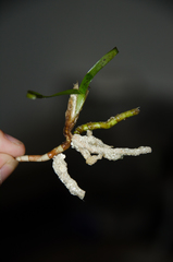 Thalassia hemprichii
