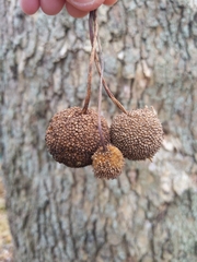 Platanus occidentalis