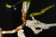 Thalassia hemprichii