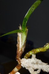 Thalassia hemprichii