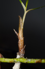 Thalassia hemprichii