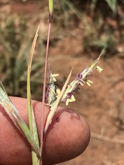 Cymbopogon pospischilii