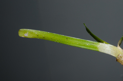 Thalassia hemprichii
