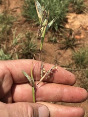Cymbopogon pospischilii