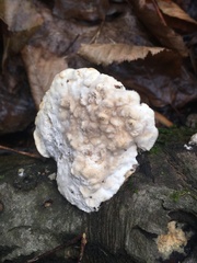 Hypomyces polyporinus