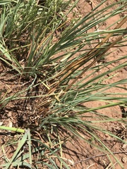 Cymbopogon pospischilii
