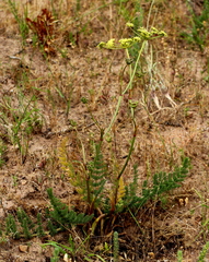 Cynorhiza meifolia