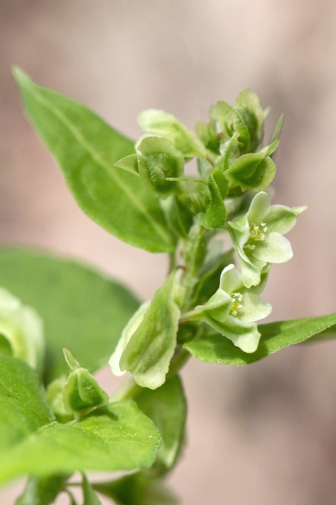 Climbing false buckwheat (Fallopia scandens)