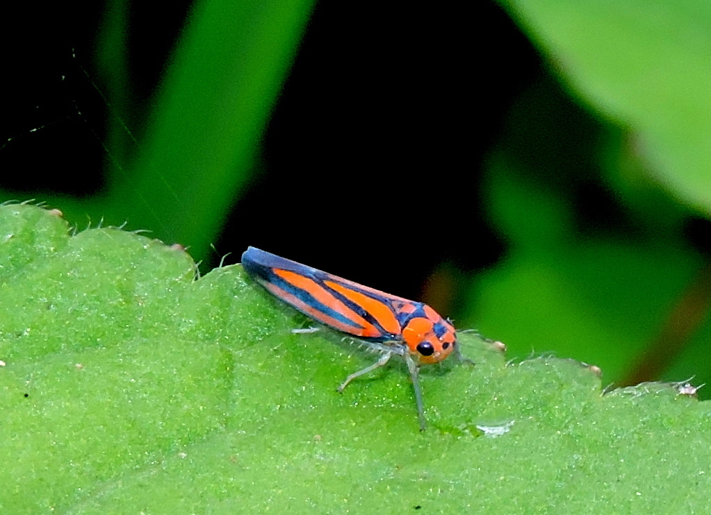 Atkinsoniella opponens
