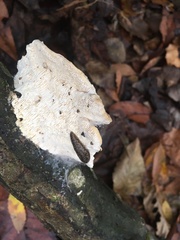Hypomyces polyporinus