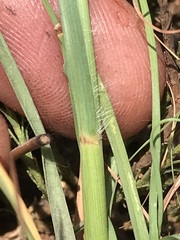 Cymbopogon pospischilii