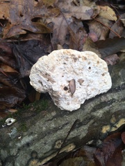 Hypomyces polyporinus