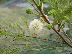 Leucaena leucocephala