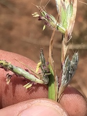 Cymbopogon pospischilii