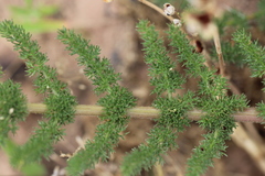 Cynorhiza meifolia