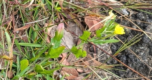 Oenothera laciniata, 2025-09-22