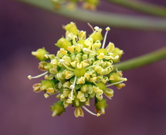 Cynorhiza meifolia