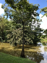 Pterocarpus officinalis