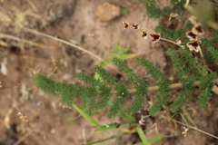 Cynorhiza meifolia