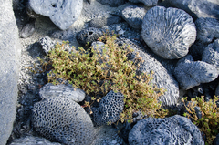 Portulaca mauritiensis image