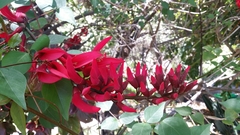 Erythrina corallodendron