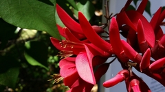 Erythrina corallodendron