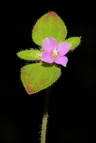 Osbeckia muralis