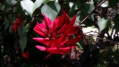 Erythrina corallodendron